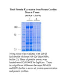 Minute™ Total Protein Extraction Kit for Mass Spectrometry (50 Preps)