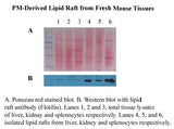 Minute™ Plasma Membrane-Derived Lipid Raft Isolation Kit (20 preps)