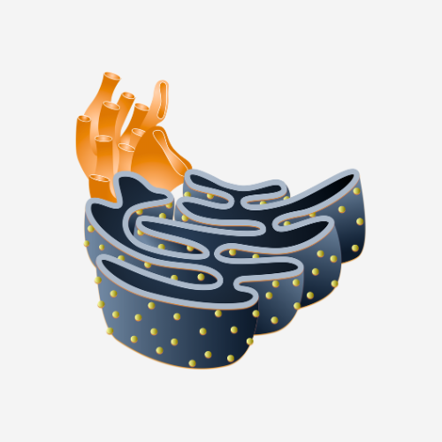 Organelle Isolation