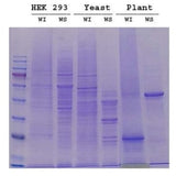 Minute™ Water-soluble and Water-Insoluble Protein Fractionation Kit (20 preps)