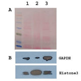 Minute™ Yeast/Fungus Nuclear and Cytoplasmic Protein Extraction Kit (20 preps)