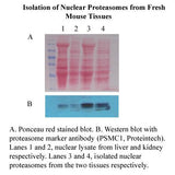 Minute™ Nuclear Proteasome Enrichment Kit (20 preps)