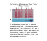 Minute™ Cytosolic Proteasome Enrichment Kit (20 preps)