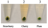 Minute™ Chloroplast Isolation kit for Mucilaginous Plants (20 preps)