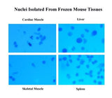 Minute™ Single Nucleus Isolation Kit for Tissues/Cells