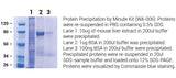 Minute™ High-Efficiency Protein Precipitation Kit (30 ml)